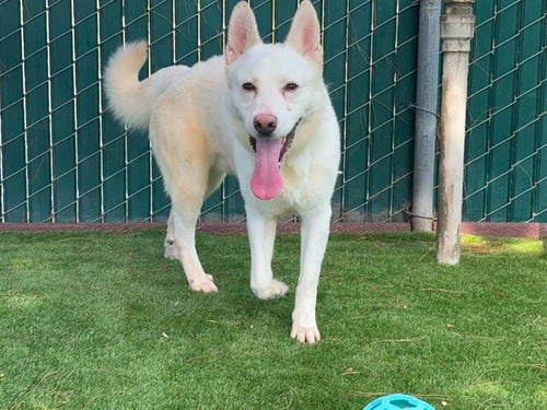 LUKE - Siberian Husky for adoption in San Bernardino