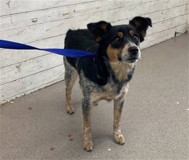 RORY - Australian Cattle Dog/Blue Heeler available for adoption