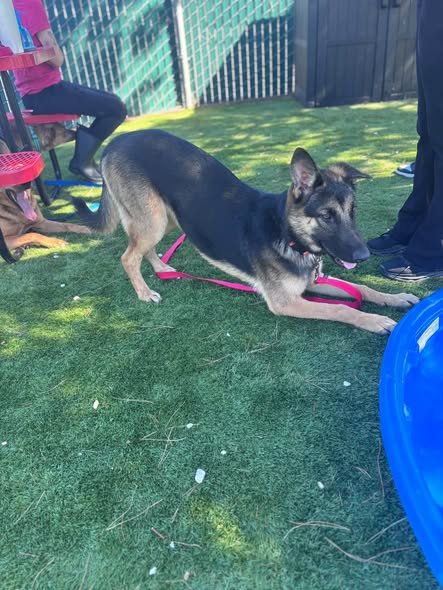 STAR - German Shepherd Dog available for adoption