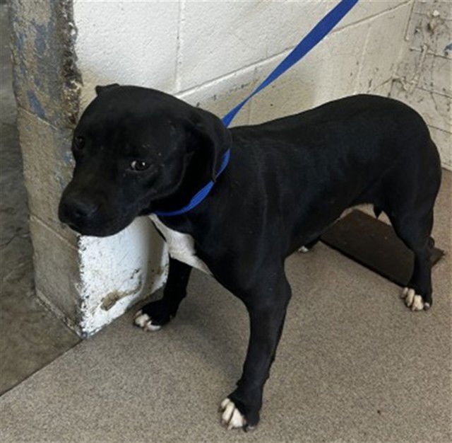 NALA - Pit Bull Terrier available for adoption