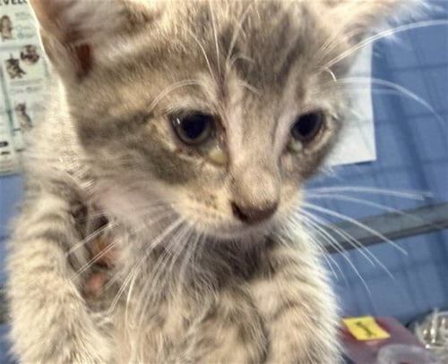 GHOSTIE - Domestic Short Hair available for adoption
