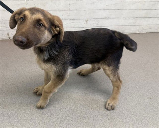 JANAE - German Shepherd Dog available for adoption