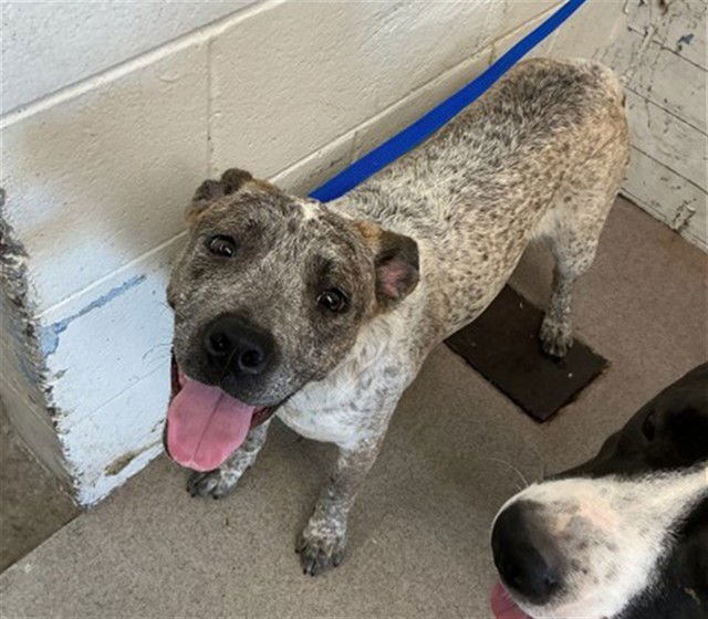 MACY - Pit Bull Terrier available for adoption