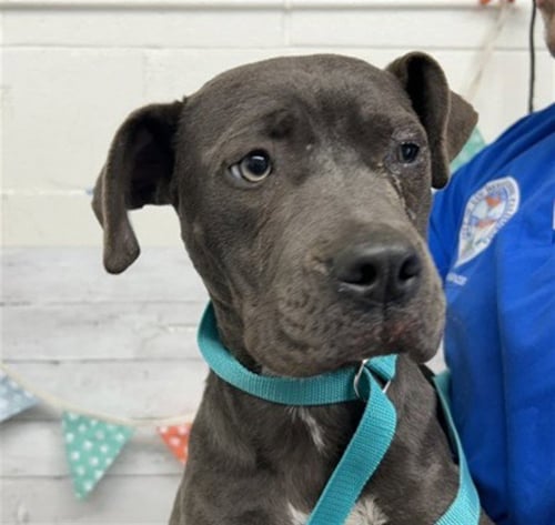 GRACE - Pit Bull Terrier available for adoption