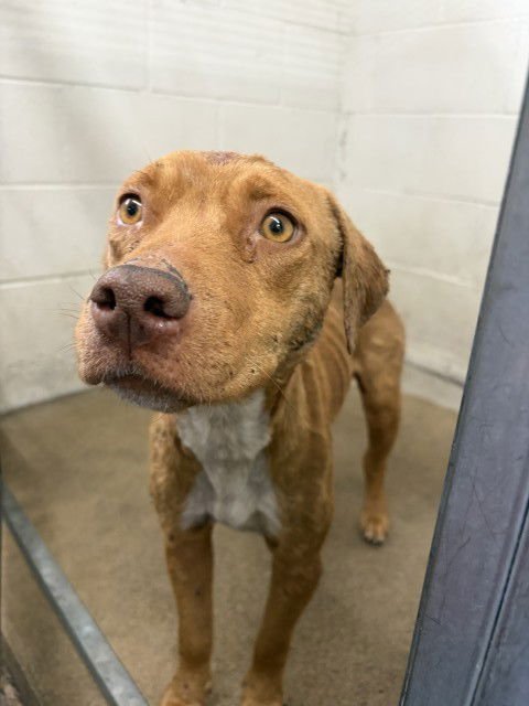 SADIE - Pit Bull Terrier available for adoption