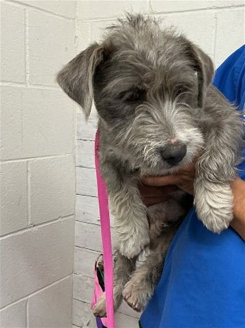 REGINALD - Yorkshire Terrier Yorkie available for adoption