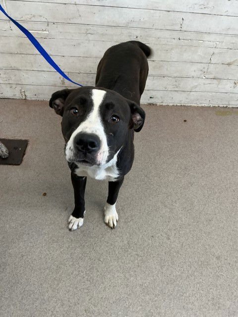 MAISY - Pit Bull Terrier available for adoption