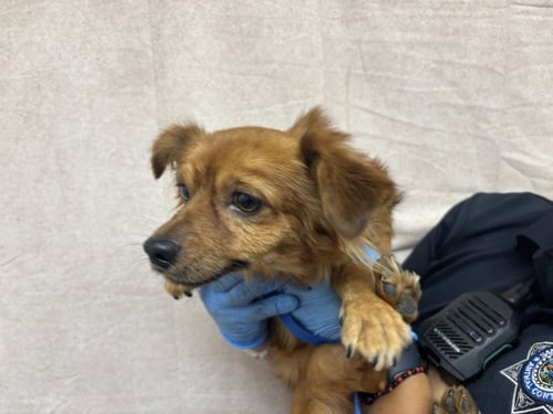 CANELO - Chihuahua available for adoption