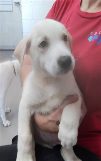 MERCURY - Labrador Retriever available for adoption