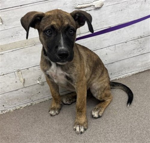 LIL BIT - Pit Bull Terrier available for adoption
