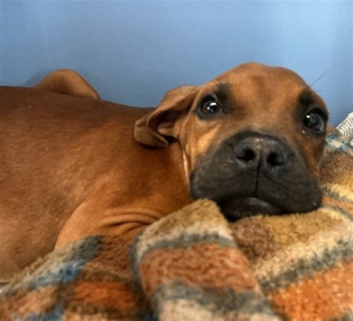 JACKIE - Boxer available for adoption