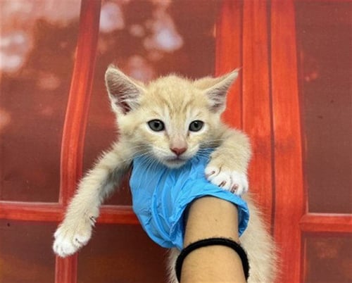 JETHRO - Domestic Short Hair available for adoption