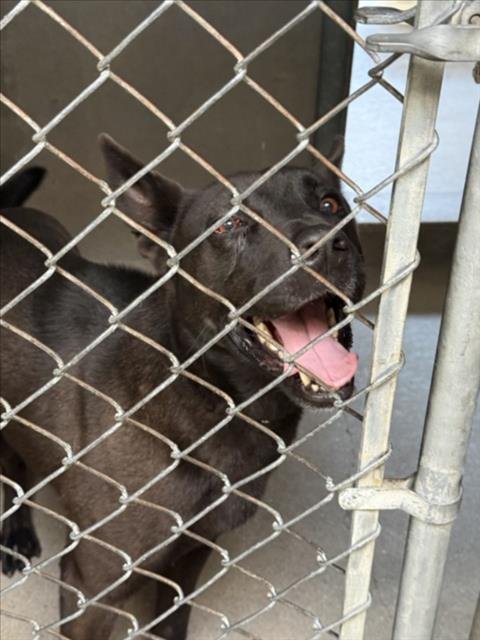 PLUTO - German Shepherd Dog available for adoption