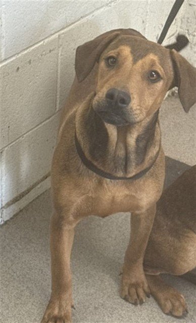 LAYLA - Doberman Pinscher available for adoption