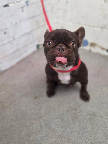 MOCHI - French Bulldog available for adoption