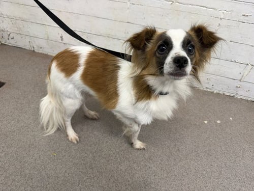 APOLLO - Papillon available for adoption