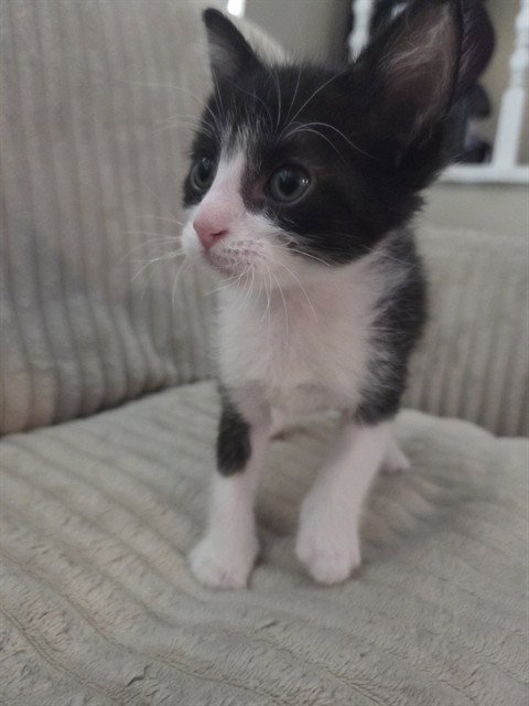OREO Image