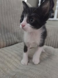 OREO - Photo 1