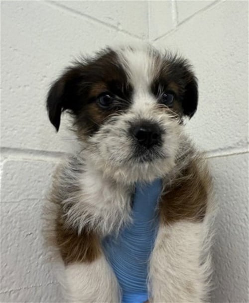 YOGI - Shih Tzu available for adoption
