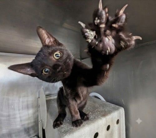 SCARLET - Domestic Short Hair available for adoption