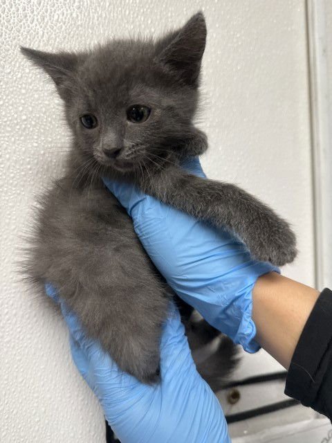 ALEX - Domestic Short Hair available for adoption