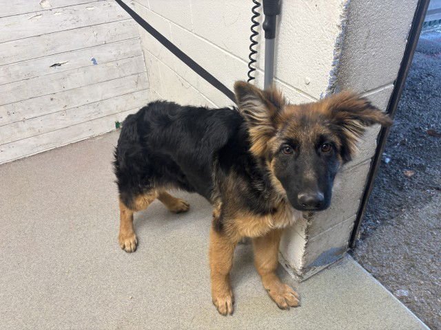 MOXIE - German Shepherd Dog available for adoption