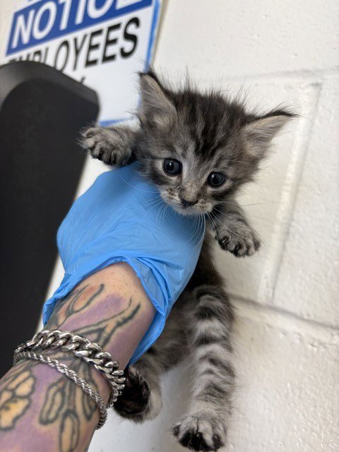 MISS MOLLY - Domestic Medium Hair available for adoption