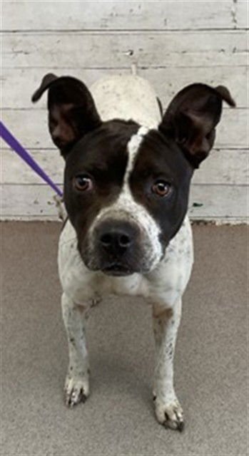 BUBBLES - Pit Bull Terrier available for adoption