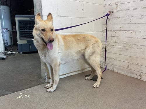 MYSTIQUE - German Shepherd Dog available for adoption