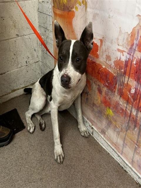 MIRAZ - Pit Bull Terrier available for adoption
