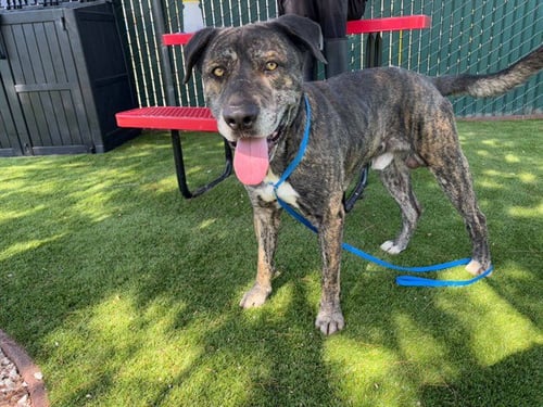 CHARLIE - German Shepherd Dog / Labrador Retriever available for adoption