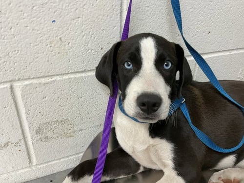 SIR WAG-A-LOT - Pit Bull Terrier available for adoption