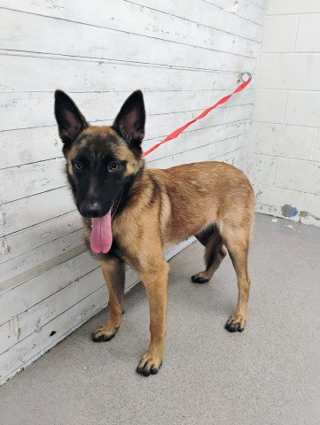 DAISY - Belgian Shepherd Malinois available for adoption