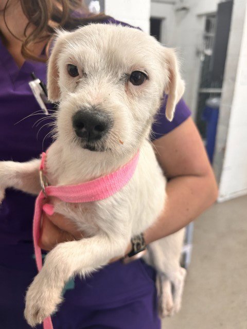 ARIEL - Terrier available for adoption