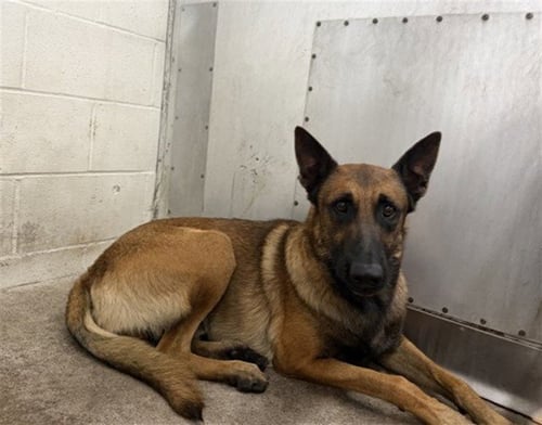 FELIX - Belgian Shepherd Malinois available for adoption