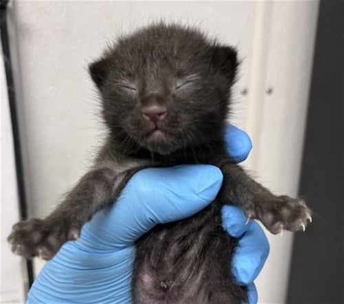 JEWEL - Domestic Short Hair for adoption in San Bernardino