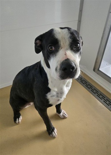 PEARL - Pit Bull Terrier available for adoption