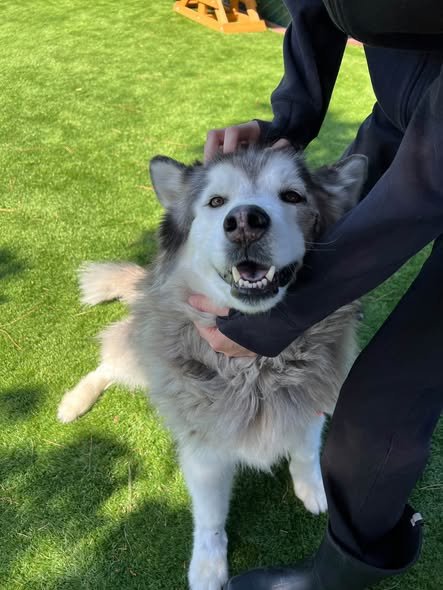 HUNTER - Siberian Husky available for adoption