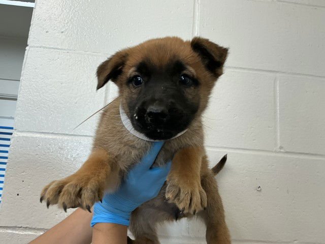 PISTACHIO - German Shepherd Dog available for adoption