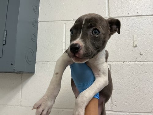 BAILEY - Pit Bull Terrier available for adoption