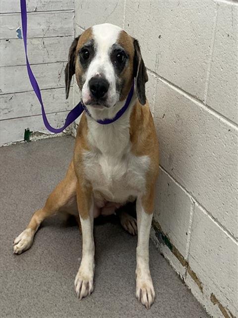 AVA - Beagle / Pit Bull Terrier available for adoption