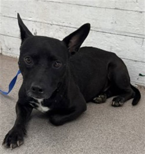 SHADOW - Chihuahua available for adoption