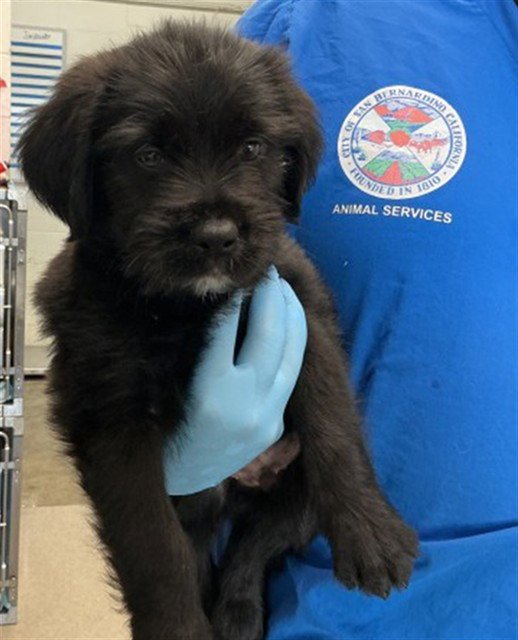 BEAR - Boxer available for adoption