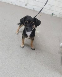 SAMSON - Photo 1