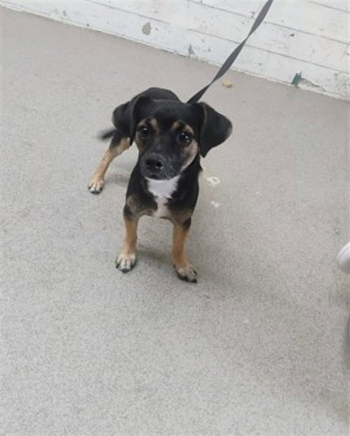 SAMSON - Chihuahua available for adoption
