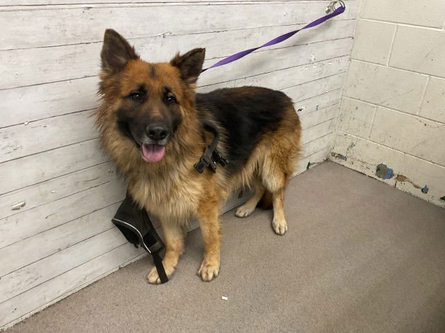 ROBERT - German Shepherd Dog available for adoption