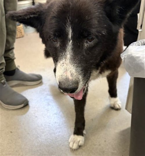 TWILIGHT - Border Collie available for adoption