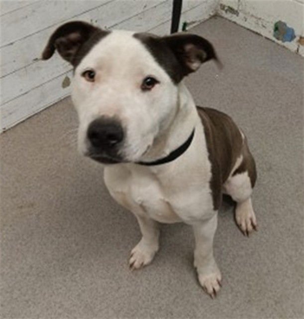 FAWN - Pit Bull Terrier available for adoption