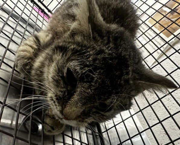 CHERRY - Domestic Short Hair available for adoption