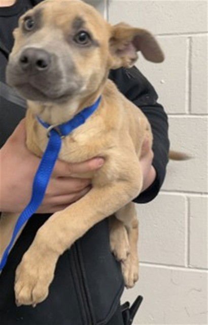 PLUTO - Pit Bull Terrier available for adoption